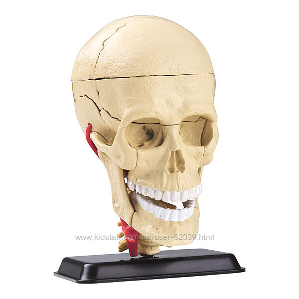 Набір для досліджень Модель людського черепа з нервами, SK010 Edu-Toys
