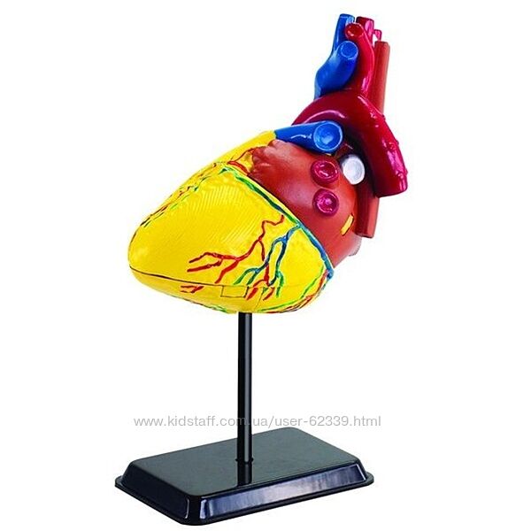Набір для досліджень Модель людського серця, SK009 Edu-Toys