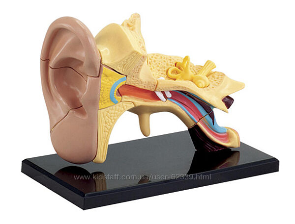 Набір для досліджень Модель анатомія вуха, SK012 Edu-Toys