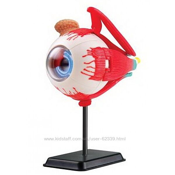 Набір для досліджень Модель очного яблука, SK007 Edu-Toys
