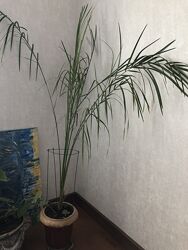 Продам фінікову пальму 174 cm, вирощена вдома з кісточки