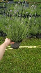 Саджанці лаванди в горщиках