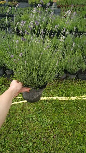 Саджанці лаванди в горщиках