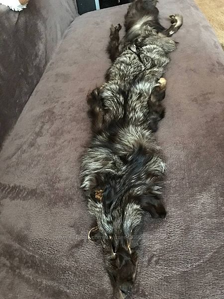 Чернобурка цельная