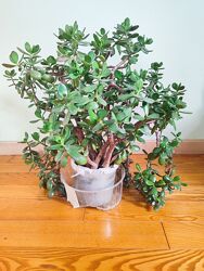 Товстянка з квітами бутонами