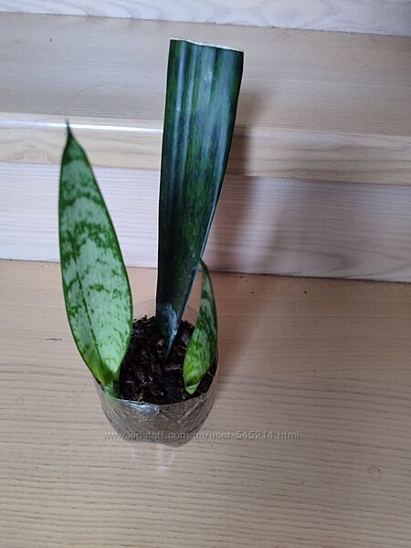 Сансивєрія з листа