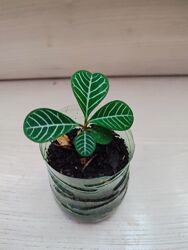 Молочай біложильчастий