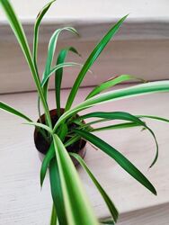 Хлорофітуми білозелений з зеленим в оному стаканчику