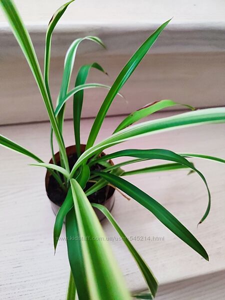 Хлорофітуми білозелений з зеленим в оному стаканчику