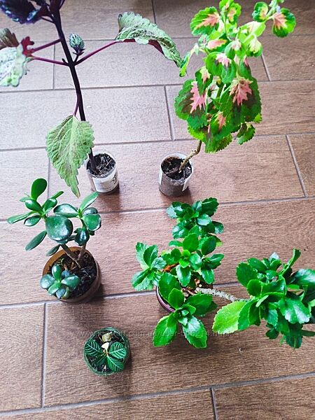 Квіти набором