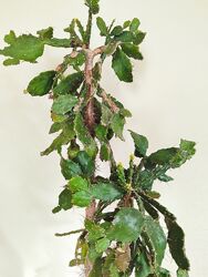 Кактус опунція кімнатна