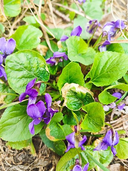 Сирень, фиалки, мята