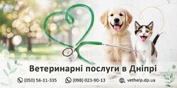 Ветеринарні послуги в Дніпрі   Виїзд на дім, Операції
