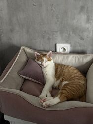   Ліжачок для тварин