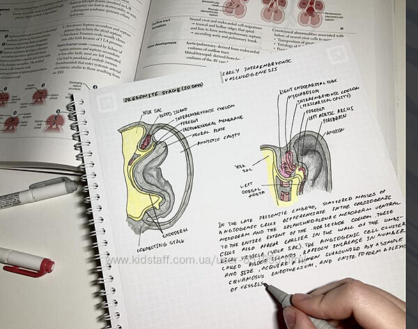Synapse USMLE Step 1 Step 2 Иван Агеев