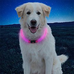 #7: светящийся ошейник