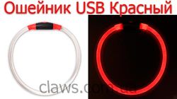 #4: светящийся ошейник