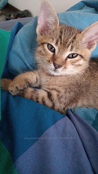 Кошенята безкоштовно 