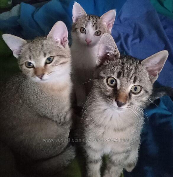 Кошенята безкоштовно 