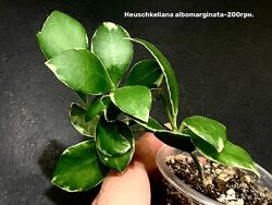 Хойя  Chuniana, Grey Ghost.  Parviflora Rangsan и другие сорта.  