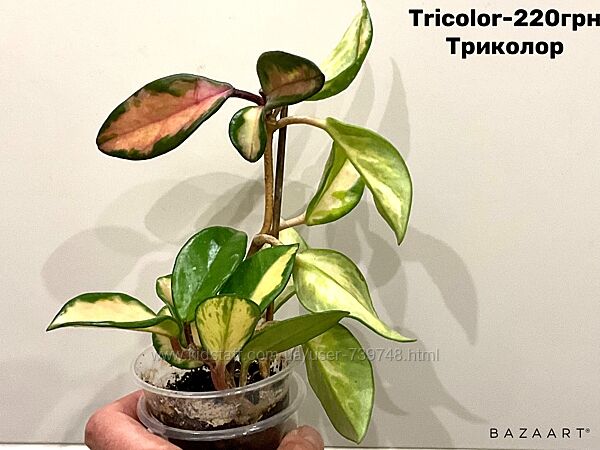 Хойя Tricolor, Kanyakumariana, Wibergiae, Forbesii, Sarawak и другие