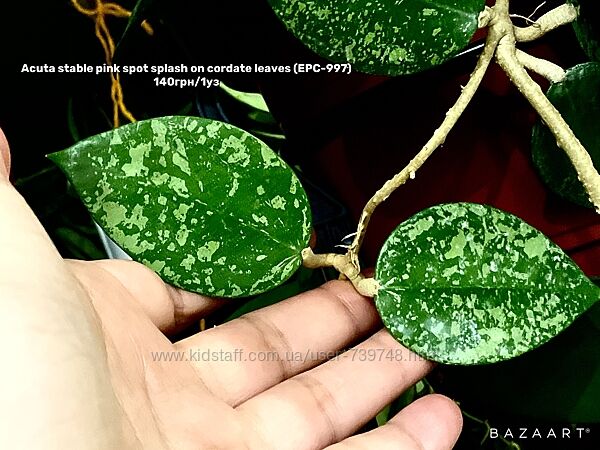 Хойя Incrassata Moon Shadow,   Phu Wua срез  и другие сорта