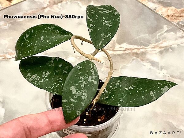 Хойя Phu Wua, Mirabilis, Michelle, Elle, Fungii, Stardust и другие сорта