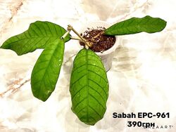 Хойя Sabah, Finlaysonii Nova, Grey ghost, Joy, Villosa Cao  и другие сорта