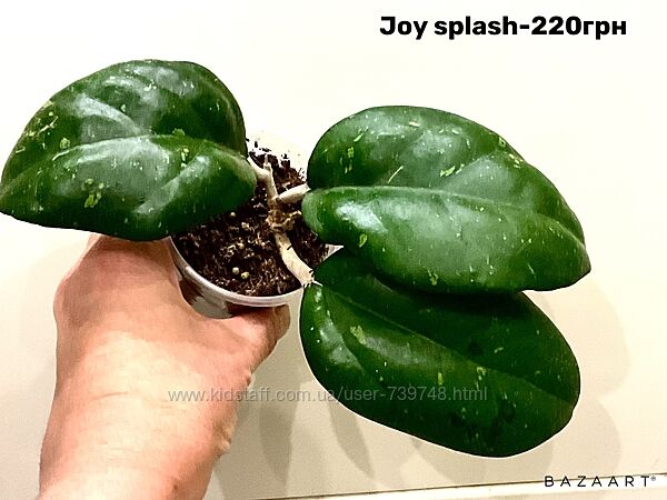 Хойя Swetlana, Mathilde sp. Germany, Lambii , Rosita, Joy и разные сорта. 