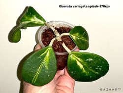 Хойя  Priktai. Obovata var. Калимантан.  Эритрина  и  другие сорта