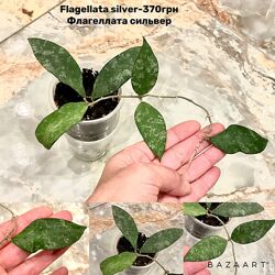 Хойя Wilbur Graves. Flagellata silve , Polystachya, Russell и разные сорта. 