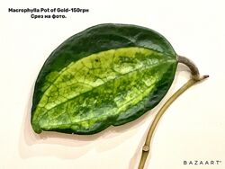 Хойя Macrophylla Pot of Gold, IR-26 срез разные сорта