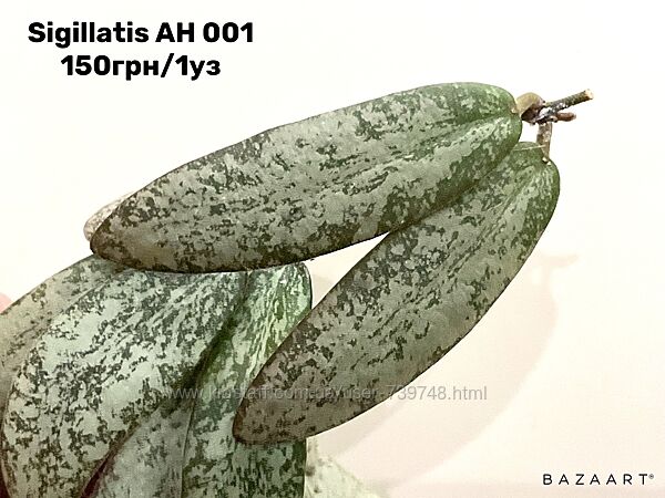 Хойя Macrophylla Pot of Gold, Sigillatis, Chicken Farm срез разные сорта