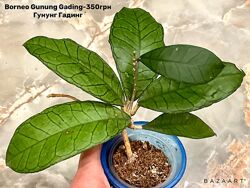 Хойя Gunung Gading.  Pottsii splash, Macrophylla var.  и другие сорта.