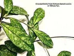 Хойя Crassipetiolata, Heuschkeliana var. Sarawak и другие сорта. Срез