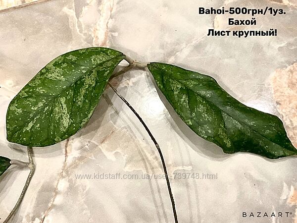 Хойя Срез  Bahoi, Villosa Cao Dang, Svetlana, Обовата Альба и другие