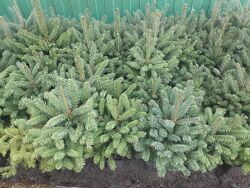 Ялинки та Ялиці в наявності, хвойні рослини з доставкою по Україні