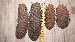 #5: еловые - 2-3грн&#92;