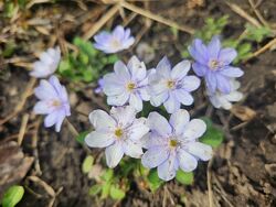 проліски, підсніжники, печіночниця , морозники-  первоцвіти