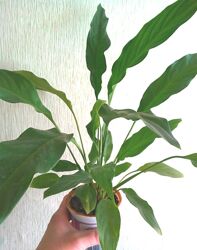 #2: Растение на продажу