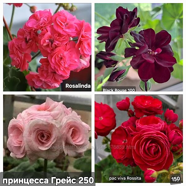пеларгонии розебудные герань сортовая