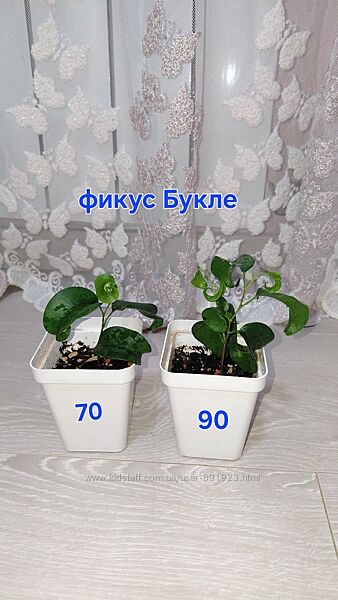 Фикус Бенджамина Букле