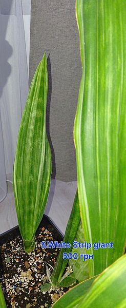 Сансивиерия   White Strip giant