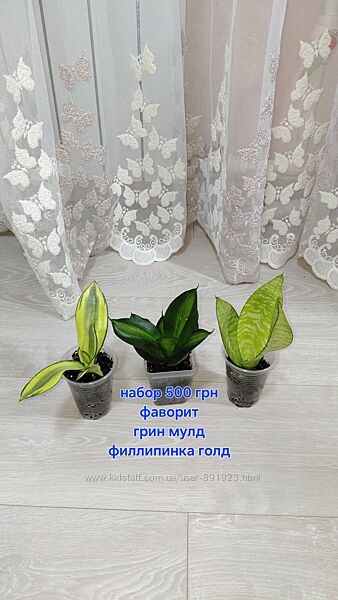 Сансивиерия 
