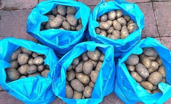 Картопля картошка картофель велика