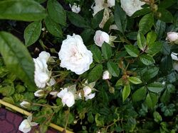 Роза кустовая Белая и малиновая