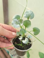 #5: Розсада