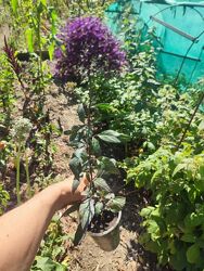 #5: Пессіон фіолетовий 