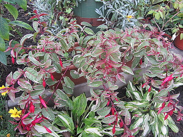 Фуксія Том Вест