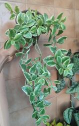 Аптенія варієгата